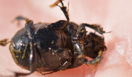 Réf. 351 715 : Onthophagus fracticornis